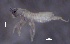  ( - SOS_COLLEMBOLA_011)  @11 [ ] by (2013) Cornelya Klutsch Norwegian Institute of Bioeconomy Research (NIBIO)