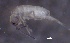  ( - SOS_COLLEMBOLA_012)  @11 [ ] by (2013) Cornelya Klutsch Norwegian Institute of Bioeconomy Research (NIBIO)