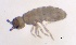  ( - SOS_COLLEMBOLA_013)  @11 [ ] by (2013) Cornelya Klutsch Norwegian Institute of Bioeconomy Research (NIBIO)