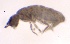  ( - SOS_COLLEMBOLA_014)  @11 [ ] by (2013) Cornelya Klutsch Norwegian Institute of Bioeconomy Research (NIBIO)
