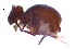  ( - SOS_COLLEMBOLA_020)  @11 [ ] by (2013) Cornelya Klutsch Norwegian Institute of Bioeconomy Research (NIBIO)