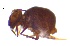  ( - SOS_COLLEMBOLA_021)  @11 [ ] by (2013) Cornelya Klutsch Norwegian Institute of Bioeconomy Research (NIBIO)