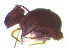  ( - SOS_COLLEMBOLA_022)  @11 [ ] by (2013) Cornelya Klutsch Norwegian Institute of Bioeconomy Research (NIBIO)