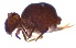  ( - SOS_COLLEMBOLA_023)  @11 [ ] by (2013) Cornelya Klutsch Norwegian Institute of Bioeconomy Research (NIBIO)
