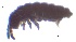  ( - SOS_COLLEMBOLA_027)  @11 [ ] by (2013) Cornelya Klutsch Norwegian Institute of Bioeconomy Research (NIBIO)