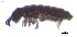  ( - SOS_COLLEMBOLA_029)  @11 [ ] by (2013) Cornelya Klutsch Norwegian Institute of Bioeconomy Research (NIBIO)