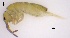  ( - SOS_COLLEMBOLA_042)  @11 [ ] by (2013) Cornelya Klutsch Norwegian Institute of Bioeconomy Research (NIBIO)