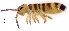  ( - SOS_COLLEMBOLA_045)  @11 [ ] by (2013) Cornelya Klutsch Norwegian Institute of Bioeconomy Research (NIBIO)