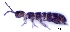  ( - SOS_COLLEMBOLA_052)  @11 [ ] by (2013) Cornelya Klutsch Norwegian Institute of Bioeconomy Research (NIBIO)
