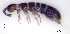  ( - SOS_COLLEMBOLA_053)  @11 [ ] by (2013) Cornelya Klutsch Norwegian Institute of Bioeconomy Research (NIBIO)