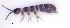 ( - SOS_COLLEMBOLA_056)  @11 [ ] by (2013) Cornelya Klutsch Norwegian Institute of Bioeconomy Research (NIBIO)