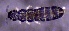  ( - SOS_COLLEMBOLA_124)  @11 [ ] by (2013) Cornelya Klutsch Norwegian Institute of Bioeconomy Research (NIBIO)