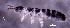  ( - SOS_COLLEMBOLA_127)  @11 [ ] by (2013) Cornelya Klutsch Norwegian Institute of Bioeconomy Research (NIBIO)