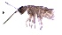  ( - SOS_COLLEMBOLA_130)  @11 [ ] by (2013) Cornelya Klutsch Norwegian Institute of Bioeconomy Research (NIBIO)
