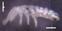  ( - SOS_COLLEMBOLA_142)  @11 [ ] by (2013) Cornelya Klutsch Norwegian Institute of Bioeconomy Research (NIBIO)