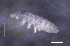  ( - SOS_COLLEMBOLA_146)  @11 [ ] by (2013) Cornelya Klutsch Norwegian Institute of Bioeconomy Research (NIBIO)