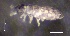 ( - SOS_COLLEMBOLA_147)  @11 [ ] by (2013) Cornelya Klutsch Norwegian Institute of Bioeconomy Research (NIBIO)