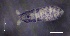  ( - SOS_COLLEMBOLA_148)  @11 [ ] by (2013) Cornelya Klutsch Norwegian Institute of Bioeconomy Research (NIBIO)