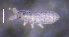  ( - SOS_COLLEMBOLA_149)  @11 [ ] by (2013) Cornelya Klutsch Norwegian Institute of Bioeconomy Research (NIBIO)