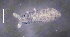  ( - SOS_COLLEMBOLA_150)  @11 [ ] by (2013) Cornelya Klutsch Norwegian Institute of Bioeconomy Research (NIBIO)