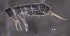  ( - SOS_COLLEMBOLA_187)  @11 [ ] by (2013) Cornelya Klutsch Norwegian Institute of Bioeconomy Research (NIBIO)
