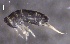 ( - SOS_COLLEMBOLA_188)  @11 [ ] by (2013) Cornelya Klutsch Norwegian Institute of Bioeconomy Research (NIBIO)