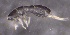  ( - SOS_COLLEMBOLA_190)  @11 [ ] by (2013) Cornelya Klutsch Norwegian Institute of Bioeconomy Research (NIBIO)