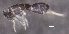  ( - SOS_COLLEMBOLA_191)  @11 [ ] by (2013) Cornelya Klutsch Norwegian Institute of Bioeconomy Research (NIBIO)