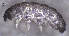  ( - SOS_COLLEMBOLA_207)  @11 [ ] by (2013) Cornelya Klutsch Norwegian Institute of Bioeconomy Research (NIBIO)