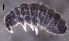  ( - SOS_COLLEMBOLA_211)  @11 [ ] by (2013) Cornelya Klutsch Norwegian Institute of Bioeconomy Research (NIBIO)