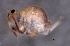  ( - SOS_COLLEMBOLA_219)  @11 [ ] by (2013) Cornelya Klutsch Norwegian Institute of Bioeconomy Research (NIBIO)
