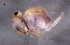  ( - SOS_COLLEMBOLA_220)  @11 [ ] by (2013) Cornelya Klutsch Norwegian Institute of Bioeconomy Research (NIBIO)