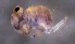  ( - SOS_COLLEMBOLA_221)  @11 [ ] by (2013) Cornelya Klutsch Norwegian Institute of Bioeconomy Research (NIBIO)