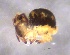  ( - SOS_COLLEMBOLA_227)  @11 [ ] by (2013) Cornelya Klutsch Norwegian Institute of Bioeconomy Research (NIBIO)