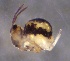  ( - SOS_COLLEMBOLA_228)  @11 [ ] by (2013) Cornelya Klutsch Norwegian Institute of Bioeconomy Research (NIBIO)