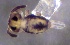  ( - SOS_COLLEMBOLA_229)  @11 [ ] by (2013) Cornelya Klutsch Norwegian Institute of Bioeconomy Research (NIBIO)