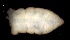  ( - SOS_COLLEMBOLA_255)  @11 [ ] by (2013) Cornelya Klutsch Norwegian Institute of Bioeconomy Research (NIBIO)