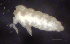  ( - SOS_COLLEMBOLA_256)  @11 [ ] by (2013) Cornelya Klutsch Norwegian Institute of Bioeconomy Research (NIBIO)