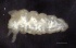  ( - SOS_COLLEMBOLA_257)  @11 [ ] by (2013) Cornelya Klutsch Norwegian Institute of Bioeconomy Research (NIBIO)
