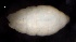 ( - SOS_COLLEMBOLA_258)  @11 [ ] by (2013) Cornelya Klutsch Norwegian Institute of Bioeconomy Research (NIBIO)