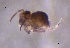  ( - SOS_COLLEMBOLA_302)  @11 [ ] by (2013) Cornelya Klutsch Norwegian Institute of Bioeconomy Research (NIBIO)