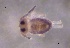  ( - SOS_COLLEMBOLA_305)  @11 [ ] by (2013) Cornelya Klutsch Norwegian Institute of Bioeconomy Research (NIBIO)