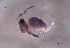  ( - SOS_COLLEMBOLA_306)  @11 [ ] by (2013) Cornelya Klutsch Norwegian Institute of Bioeconomy Research (NIBIO)