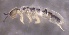 ( - SOS_COLLEMBOLA_313)  @11 [ ] by (2013) Cornelya Klutsch Norwegian Institute of Bioeconomy Research (NIBIO)