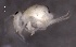  ( - SOS_COLLEMBOLA_330)  @11 [ ] by (2013) Cornelya Klutsch Norwegian Institute of Bioeconomy Research (NIBIO)