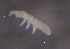  ( - SOS_COLLEMBOLA_331)  @11 [ ] by (2013) Cornelya Klutsch Norwegian Institute of Bioeconomy Research (NIBIO)