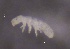  ( - SOS_COLLEMBOLA_332)  @11 [ ] by (2013) Cornelya Klutsch Norwegian Institute of Bioeconomy Research (NIBIO)