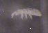  ( - SOS_COLLEMBOLA_334)  @11 [ ] by (2013) Cornelya Klutsch Norwegian Institute of Bioeconomy Research (NIBIO)