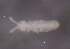  ( - SOS_COLLEMBOLA_335)  @11 [ ] by (2013) Cornelya Klutsch Norwegian Institute of Bioeconomy Research (NIBIO)