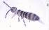  ( - SOS_COLLEMBOLA_353)  @11 [ ] by (2013) Cornelya Klutsch Norwegian Institute of Bioeconomy Research (NIBIO)
